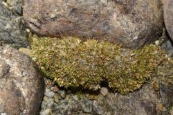 Centrolepis pallida, habit of cushion on rocky shore (Lake Hauroko).
 Image: K.A. Ford © Landcare Research 2013 